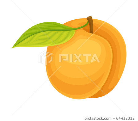 Orange Apricot Isolated on White Background Vector Illustration Orange Apricot Isolated on White Background Vector Illustration 64432332