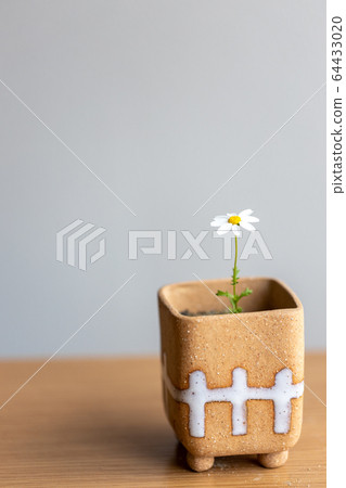 一朵小花在花盆裡 一朵小花在花盆裡 64433020