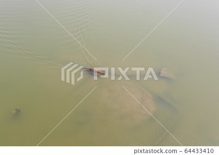 Nutria swimming in a pond Nutria swimming in a pond 64433410