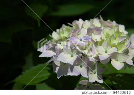 Brightly blooming hydrangea 64433613