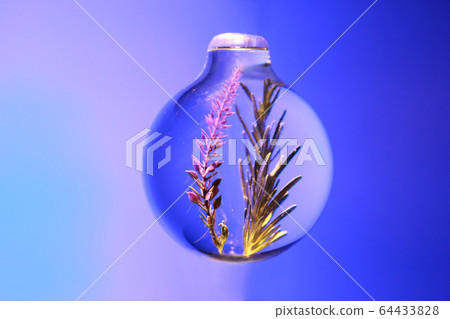 rosemary in a sphere glass jar 64433828