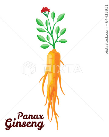 Root and leaves panax ginseng. Healthy lifestyle. For traditional medicine, gardening. Biological additives are. Vector colorful flat illustration of medicinal plants. Isolated on white background 64433911