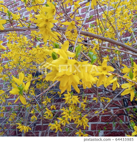 連翹 連翹 64433985