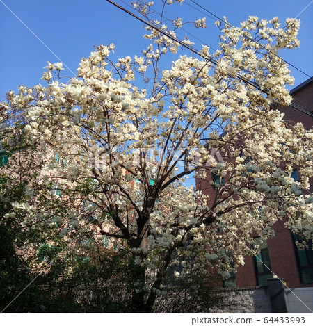 櫻花和天空 櫻花和天空 64433993