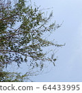 天空和樹木 64433995