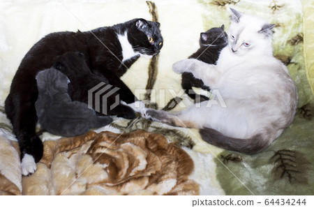 Thai and Scottish fold cat breast-feeding kittens Thai and Scottish fold cat breast-feeding kittens 64434244