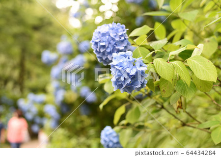 hydrangea hydrangea 64434284