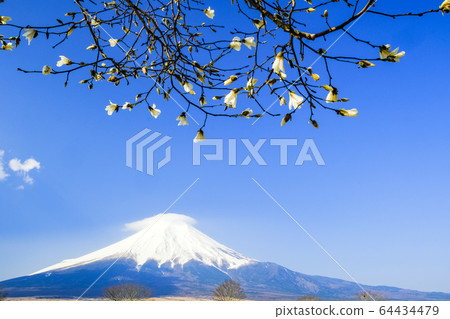 Fuji and Shiraki Lotus 64434479