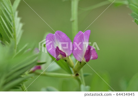 Vetch flower 64434945