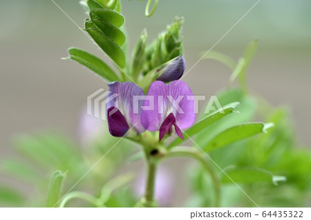 野豌豆花 野豌豆花 64435322