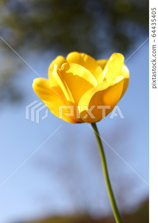 Tulip Tulip 64435405