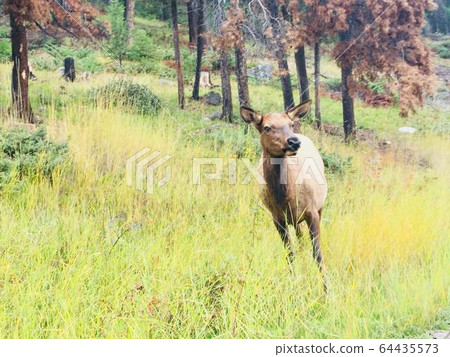 Wild Elk in Banff, Canada 64435573