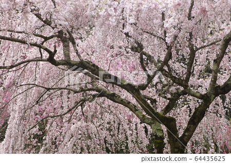The weeping cherry tree at Onoji temple The weeping cherry tree at Onoji temple 64435625