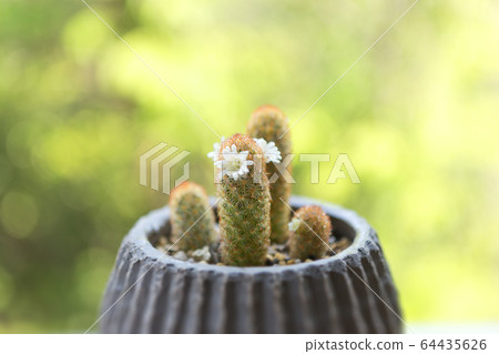 癒合的花朵 64435626