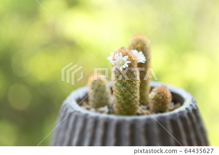 癒合的花朵 64435627