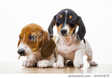 image of dog white background image of dog white background 64435679