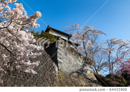 Cherry blossoms in full bloom in Wakuya Castle and Tsumenomon Ishigaki below Cherry blossoms in full bloom in Wakuya Castle and Tsumenomon Ishigaki below 64435908