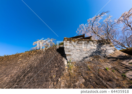 Cherry blossoms in full bloom in Wakuya Castle and Tsumenomon Ishigaki below Cherry blossoms in full bloom in Wakuya Castle and Tsumenomon Ishigaki below 64435918