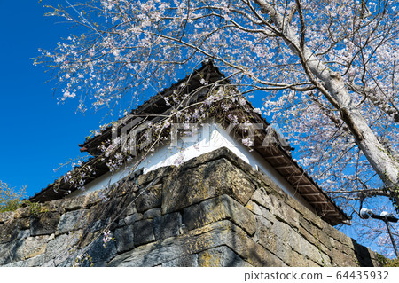 Wakuya Castle full bloom cherry blossoms and stone walls Wakuya Castle full bloom cherry blossoms and stone walls 64435932