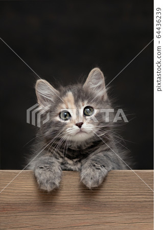 Beautiful gray female kitten rests its paws on a wooden board. Blank for advertisement or announcement with copy space, vertical image 64436239