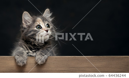 Beautiful gray female kitten rests its paws on a wooden board. Blank for advertisement or announcement with copy space Beautiful gray female kitten rests its paws on a wooden board. Blank for advertisement or announcement with copy space 64436244