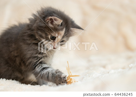 Gray kitten plays on a fur blanket with a toy, copy space Gray kitten plays on a fur blanket with a toy, copy space 64436245