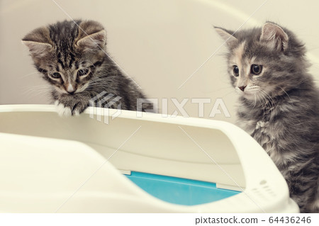 Two cute kittens are sitting near their litter box. Training kittens to the toilet Two cute kittens are sitting near their litter box. Training kittens to the toilet 64436246