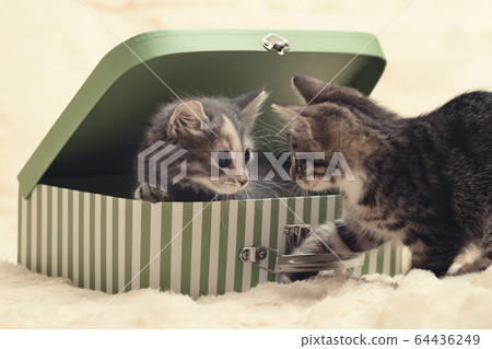 Two cute kittens play with a gift box in the form of a small suitcase on a cream fur blanket Two cute kittens play with a gift box in the form of a small suitcase on a cream fur blanket 64436249