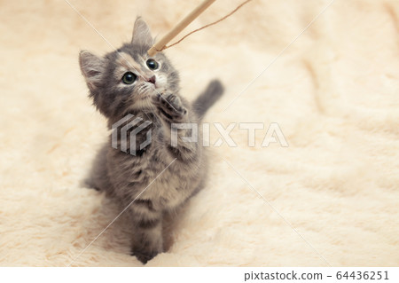 Gray kitten plays on a fur blanket with a toy on a rope, copy space 64436251