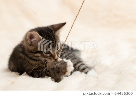 Gray tabby kitten plays on a fur blanket with a toy on a rope, copy space Gray tabby kitten plays on a fur blanket with a toy on a rope, copy space 64436300