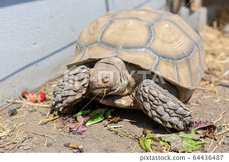 騎烏龜Rikugame Rikugame 64436487