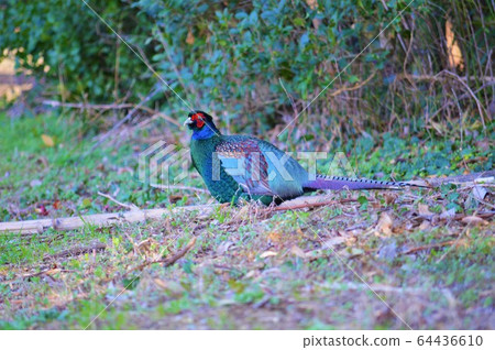 Wild Pheasant 64436610