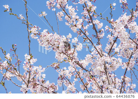 Cherry blossoms and birds Spring scenery Yoshino cherry trees and starlings Image material Cherry blossoms and birds Spring scenery Yoshino cherry trees and starlings Image material 64436876