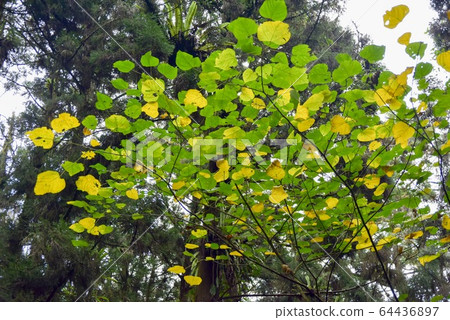 Under clear sky, unequal tree leaves show their own personalities. Under clear sky, unequal tree leaves show their own personalities. 64436897