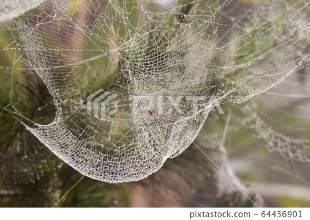 A white spider web under the tree. A white spider web under the tree. 64436901