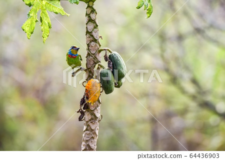 One colored bird station is located on the tree on the tree. 64436903