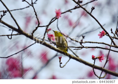 On a branch of a cherry tree. 64436907