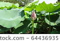 蓮花的大芽 64436935