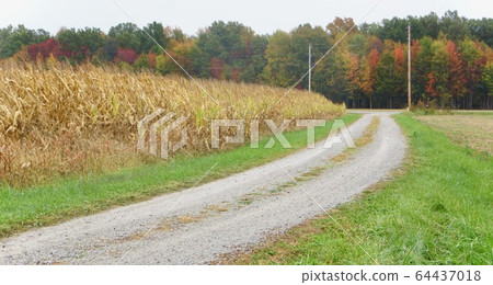 Scenery of a cornfield in Indiana, USA Scenery of a cornfield in Indiana, USA 64437018