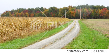 美國印第安納州玉米田的風景 64437019