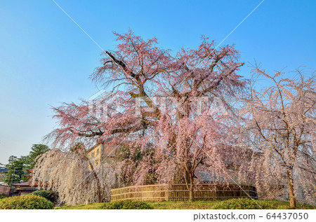 京都丸山公園的垂枝櫻花 64437050