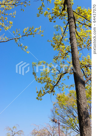 Young leaves and flowers of golden oak 64437070