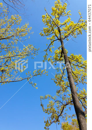 Young leaves and flowers of golden oak 64437071