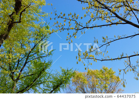 庫努吉樹的幼葉和鋸齒櫟的花和幼葉 庫努吉樹的幼葉和鋸齒櫟的花和幼葉 64437075