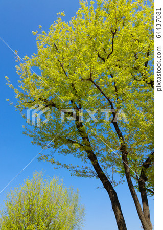 櫟樹的嫩葉 64437081