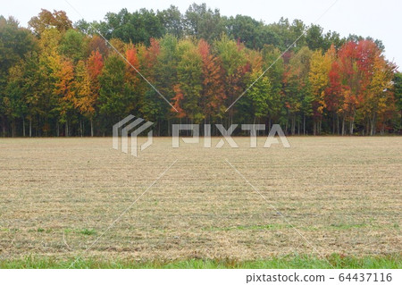 Autumn leaves in Indiana, USA Autumn leaves in Indiana, USA 64437116
