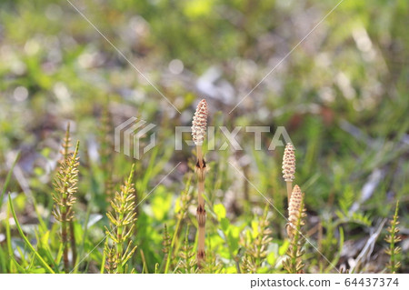 Spring plant Tsukushi 64437374