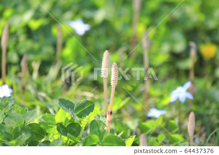 Spring plant Tsukushi 64437376