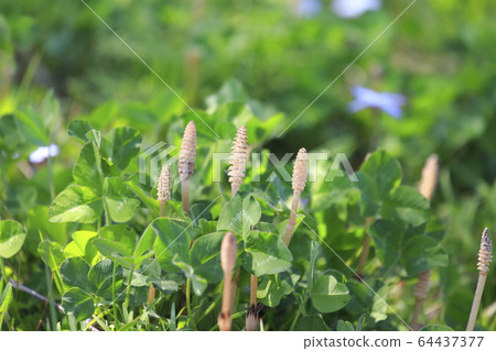 Spring plant Tsukushi 64437377