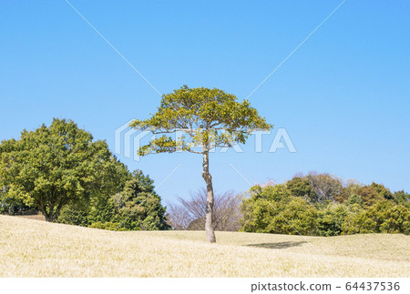 一棵樹圖像素材背景素材樹,草坪,綠色和藍色的天空 一棵樹圖像素材背景素材樹,草坪,綠色和藍色的天空 64437536